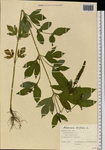 Ambrosia trifida L., Eastern Europe, Central forest-and-steppe region (E6) (Russia)