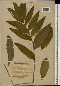 Polygonatum multiflorum (L.) All., Eastern Europe, South Ukrainian region (E12) (Ukraine)