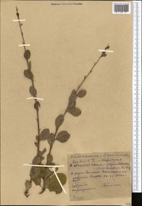 Berberis heteropoda Schrenk, Middle Asia, Western Tian Shan & Karatau (M3) (Kyrgyzstan)