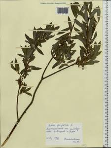 Salix purpurea, Eastern Europe, Central forest-and-steppe region (E6) (Russia)