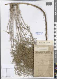 Artemisia santolina Schrenk, Middle Asia, Caspian Ustyurt & Northern Aralia (M8) (Kazakhstan)