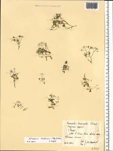 Ranunculus kauffmanii P. Clerc, Eastern Europe, Central region (E4) (Russia)