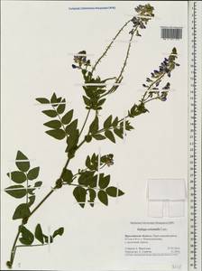 Galega orientalis Lam., Eastern Europe, Central forest region (E5) (Russia)