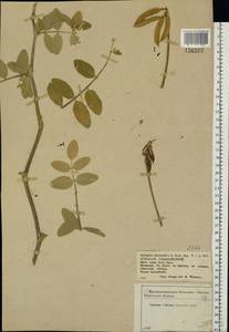 Astragalus glycyphyllos L., Eastern Europe, Central forest-and-steppe region (E6) (Russia)