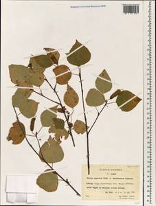 Betula platyphylla Sukaczev, South Asia, South Asia (Asia outside ex-Soviet states and Mongolia) (ASIA) (China)
