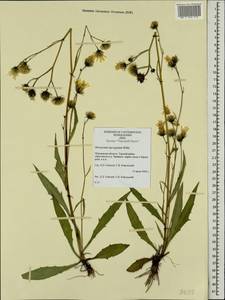 Hieracium laevigatum Willd., Eastern Europe, Northern region (E1) (Russia)