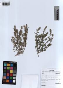 KUZ 003 561, Corispermum hyssopifolium L., Siberia, Altai & Sayany Mountains (S2) (Russia)