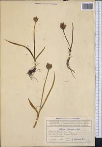 Allium semenovii Regel, Middle Asia, Northern & Central Tian Shan (M4) (Kyrgyzstan)