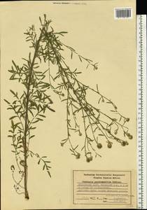 Centaurea pseudomaculosa Dobrocz, Eastern Europe, Middle Volga region (E8) (Russia)