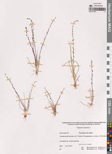 Triglochin palustris L., Siberia, Chukotka & Kamchatka (S7) (Russia)