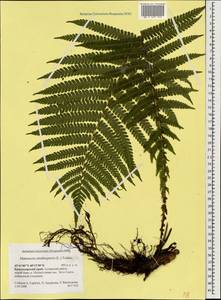 Matteuccia struthiopteris (L.) Tod., Caucasus, Krasnodar Krai & Adygea (K1a) (Russia)