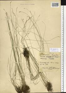 Poa attenuata Trin., Siberia, Baikal & Transbaikal region (S4) (Russia)