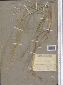 Stipagrostis pennata (Trin.) De Winter, Middle Asia, Caspian Ustyurt & Northern Aralia (M8) (Kazakhstan)