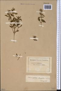 Chamaesphacos ilicifolius Schrenk, Middle Asia, Muyunkumy, Balkhash & Betpak-Dala (M9) (Kazakhstan)