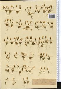 Comastoma falcatum (Turcz.) Toyokuni, Middle Asia, Northern & Central Tian Shan (M4) (Kazakhstan)