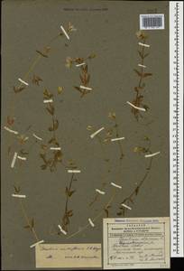Cerastium multiflorum C. A. Mey., Caucasus, Dagestan (K2) (Russia)