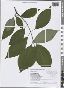 Cornus sericea L., Eastern Europe, Central region (E4) (Russia)