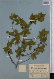 Prunus triloba Lindl., Middle Asia, Dzungarian Alatau & Tarbagatai (M5) (Kazakhstan)