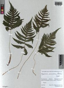 Phegopteris connectilis (Michx.) Watt, Siberia, Altai & Sayany Mountains (S2) (Russia)