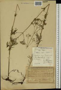 Valeriana rossica P. A. Smirn., Eastern Europe, Central region (E4) (Russia)