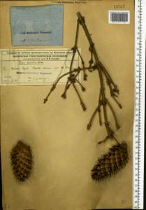 Picea abies (L.) H. Karst., Eastern Europe, Moscow region (E4a) (Russia)