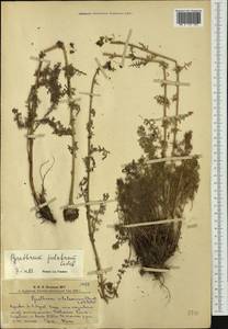 Tanacetum pulchellum Sch. Bip., Siberia, Altai & Sayany Mountains (S2) (Russia)