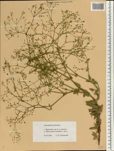 Gypsophila perfoliata L., Eastern Europe, Central forest region (E5) (Russia)