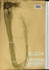 Stipa capillata L., Siberia, Altai & Sayany Mountains (S2) (Russia)