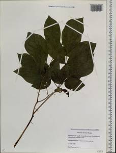 Paeonia obovata Maxim., Siberia, Russian Far East (S6) (Russia)