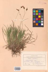 Carex montana L., Eastern Europe, Central forest-and-steppe region (E6) (Russia)