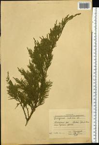 Juniperus sabina L., Siberia, Altai & Sayany Mountains (S2) (Russia)