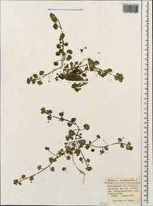 Veronica hederifolia L., Caucasus, Krasnodar Krai & Adygea (K1a) (Russia)