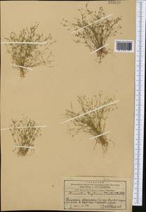 Sabulina regeliana (Trautv.) Dillenb. & Kadereit, Middle Asia, Western Tian Shan & Karatau (M3) (Kazakhstan)