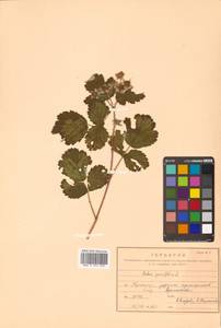 Rubus parvifolius L., Siberia, Russian Far East (S6) (Russia)