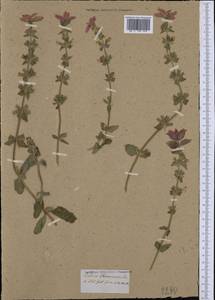 Salvia viridis L., Western Europe (EUR) (Not classified)