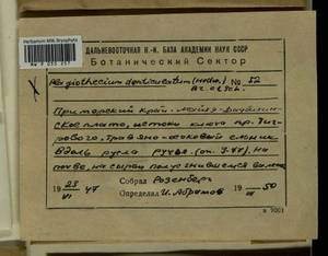 Plagiothecium denticulatum (Hedw.) Schimp., Bryophytes, Bryophytes - Russian Far East (excl. Chukotka & Kamchatka) (B20) (Russia)
