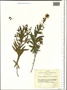 Linaria acutiloba Fisch. ex Rchb., Siberia, Altai & Sayany Mountains (S2) (Russia)