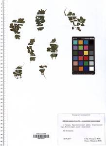 Salvinia natans (L.) All., Eastern Europe, Middle Volga region (E8) (Russia)