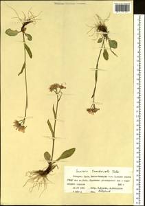 Tephroseris integrifolia subsp. tundricola (Tolm.) B. Nord., Siberia, Western Siberia (S1) (Russia)