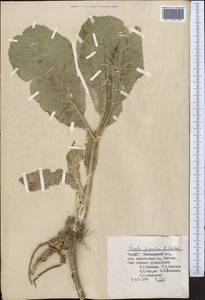 Ferula gigantea B. Fedtsch., Middle Asia, Pamir & Pamiro-Alai (M2) (Tajikistan)