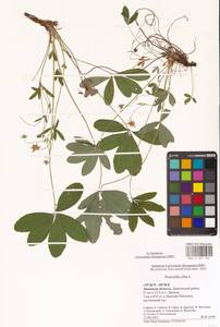 Potentilla alba L., Eastern Europe, Central forest-and-steppe region (E6) (Russia)