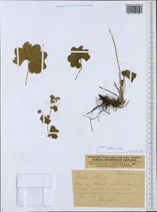 Alchemilla altaica Juz., Eastern Europe, Northern region (E1) (Russia)