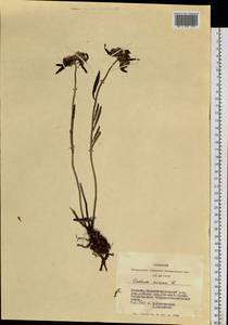 Phedimus aizoon (L.) 't Hart, Siberia, Altai & Sayany Mountains (S2) (Russia)