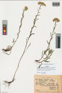 Achillea asiatica Serg., Siberia, Altai & Sayany Mountains (S2) (Russia)