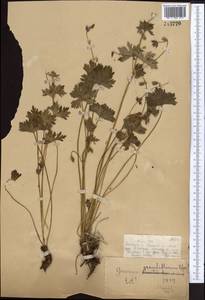 Geranium himalayense Klotzsch in Klotzsch & Garcke, Middle Asia, Dzungarian Alatau & Tarbagatai (M5) (Kazakhstan)