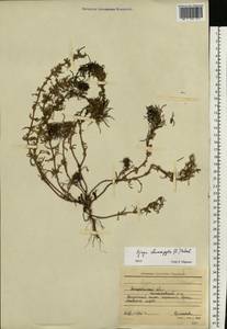 Ajuga chamaepitys (L.) Schreb., Eastern Europe, South Ukrainian region (E12) (Ukraine)