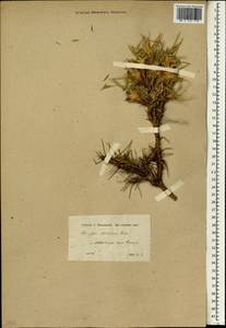 Astragalus kurdicus Boiss., South Asia, South Asia (Asia outside ex-Soviet states and Mongolia) (ASIA) (Turkey)