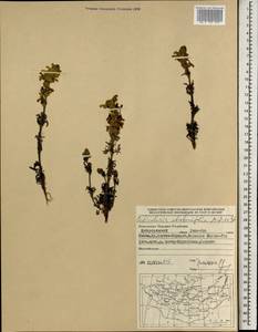 Pedicularis abrotanifolia M. Bieb. ex Steven, Mongolia (MONG) (Mongolia)