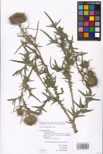 Cirsium vulgare (Savi) Ten., Eastern Europe, Central region (E4) (Russia)