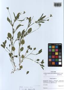 Viola arvensis Murray, Siberia, Altai & Sayany Mountains (S2) (Russia)